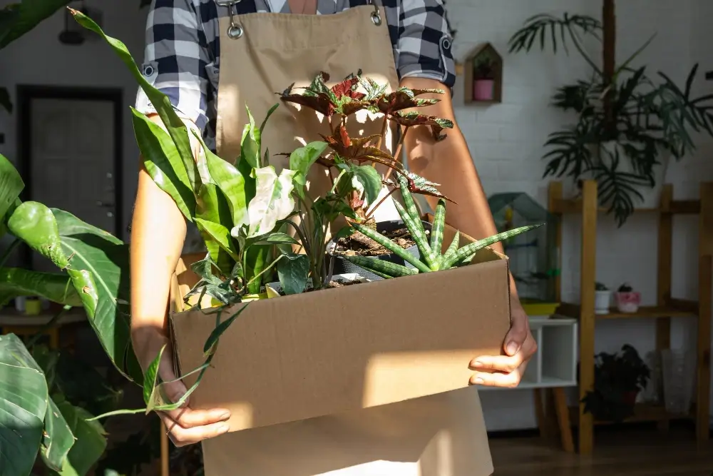 Transporting plants when moving
