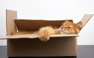 Moving House With a Cat